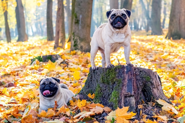 Two pug dogs in the autumn park near the old stump and yellow fallen leaves