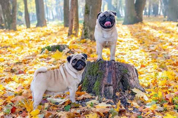 Two pug dogs in the autumn park near the old stump and yellow fallen leaves