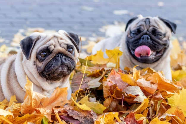 Two pug dogs in the park lie in yellow autumn leaves