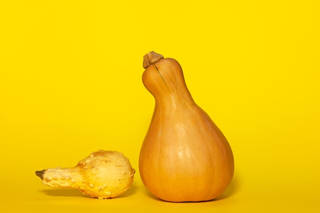 Two pumpkin squash pearshaped on yellow background One fresh Butternut another dried