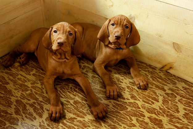 Two puppies lying in a wooden house