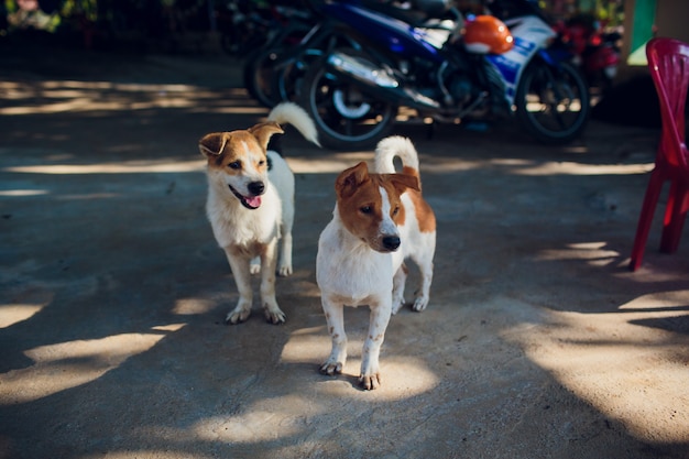 Two puppies sitting on street and look straight