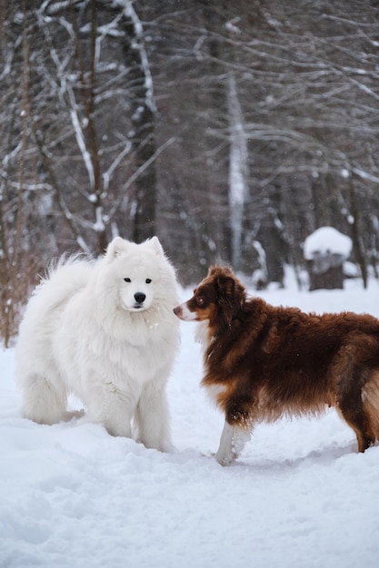 Two purebred fluffy dogs Australian Shepherd dog meets white fluffy Samoyed husky on walk