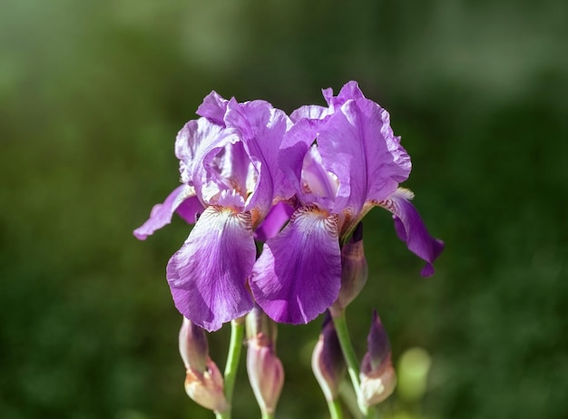 Two purple irises in the garden