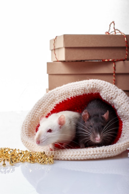 Two rats white and black in christmas hat on white 