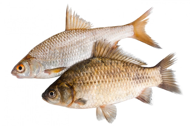 Two raw fishes isolated