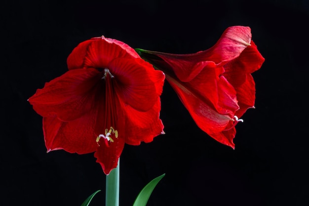 Two red buds on a black background Hippeastrumamaryllis