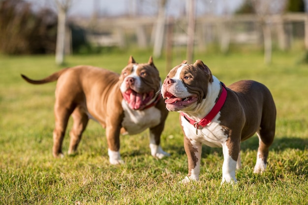 Two red color american bully dogs are walking