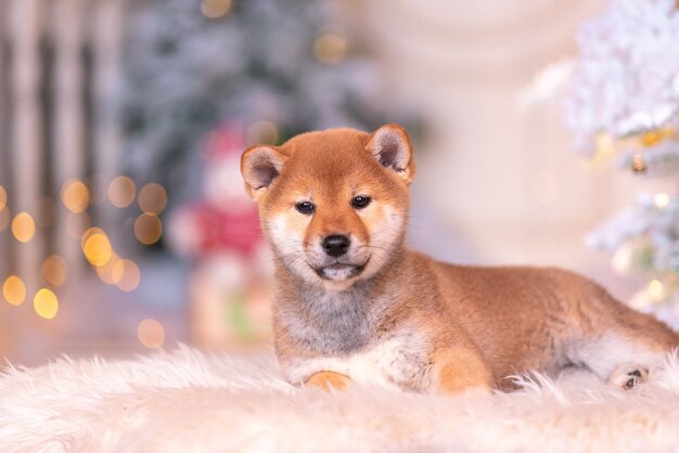 Two red dogs, Japanese Laika, Siba-inu breed, dressed for Christmas. Concept meeting New Years