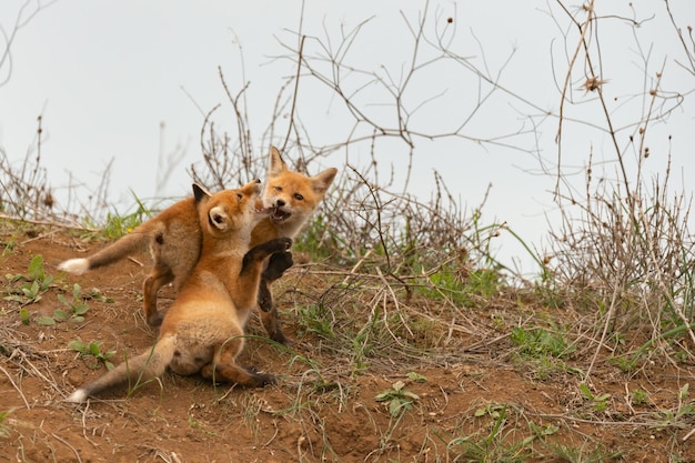 Two red fox cubs play near their burrow Vulpes vulpes