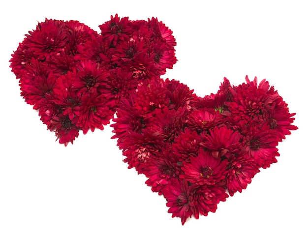 Two red heart from chrysanthemum flowers. Valentine's Day. Love