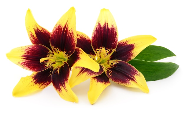 Two red lilies isolated on a white background.