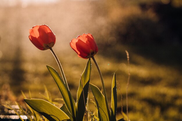 Photo two red tulips in a field with the sun shining on them