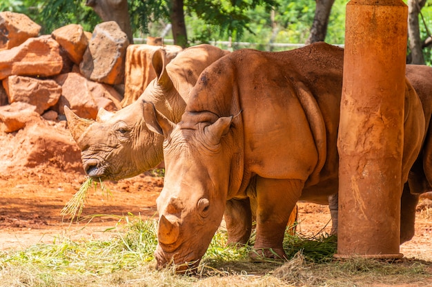 Two rhinoceros with red-skinned skin eating grass in the zoo