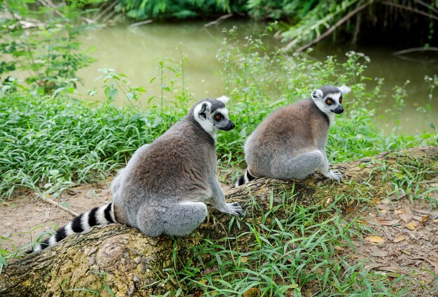 two ring-tailed lemur or lemur catta sitting on root tree.