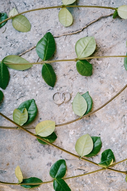 Photo two rings for the bride and groom on a gray texture with branches with green leaves