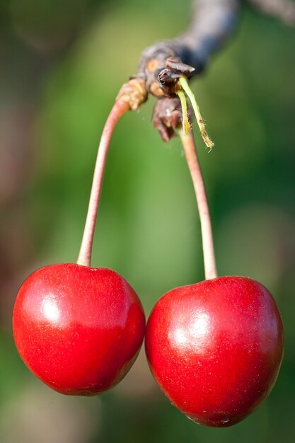 Photo two ripe cherries