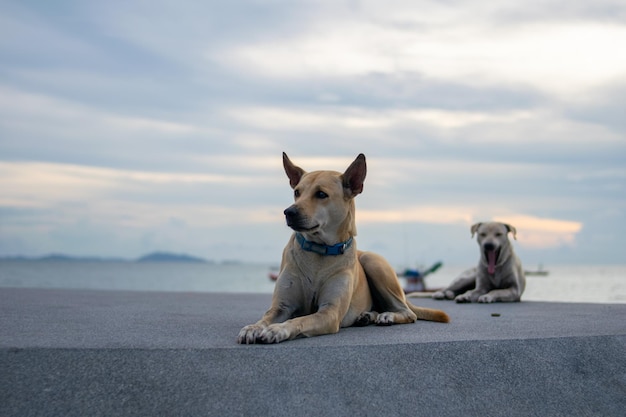 Two sad dogs sitting on the floor with clear sky