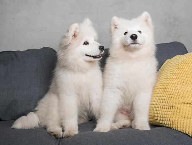 Two samoyed dogs puppies are sitting in the gray couch