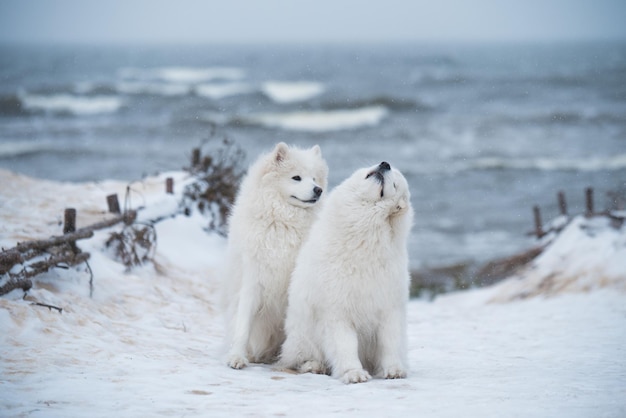 Two Samoyed white dogs are on snow sea beach in Latvia