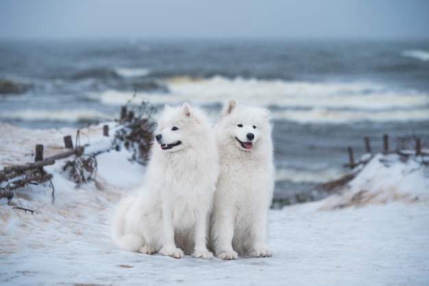 Two Samoyed white dogs are on snow sea beach in Latvia