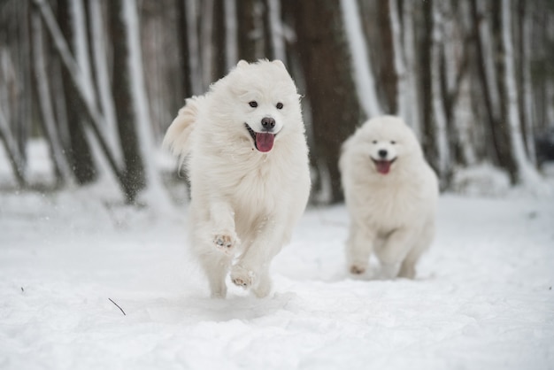 Two Samoyed white dogs is playing in the winter forest