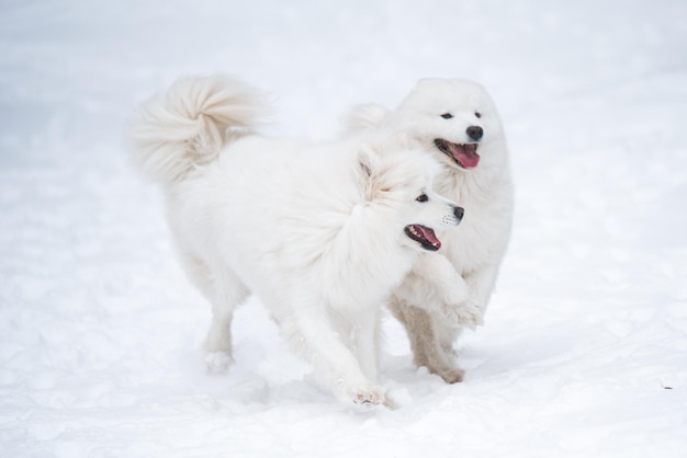 Two samoyed white dogs is playing in the winter forest