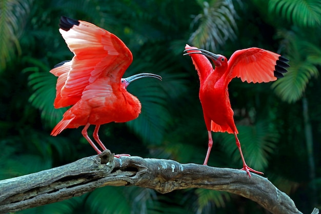 Two scarlet ibis vying for space on tree trunk 