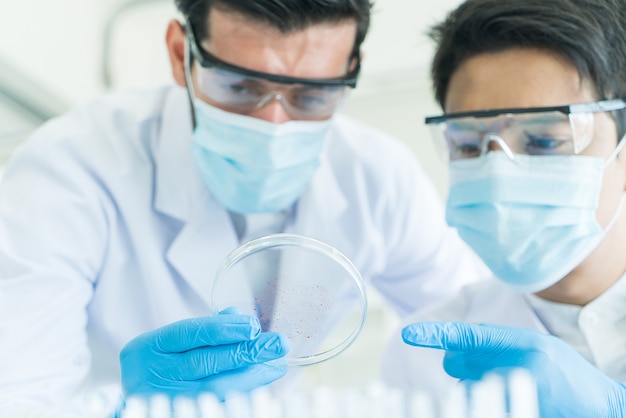 Two scientist looking for a virus in a petri dish at the laboratory.