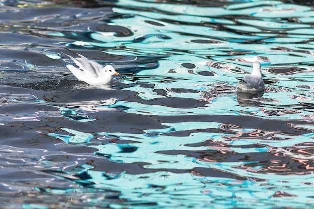 Two seagull on the water