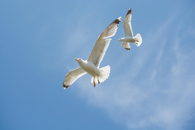 Two seagulls flying in a sky