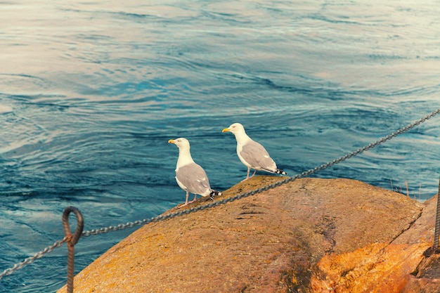 Two seagulls sitting on a rock by the sea