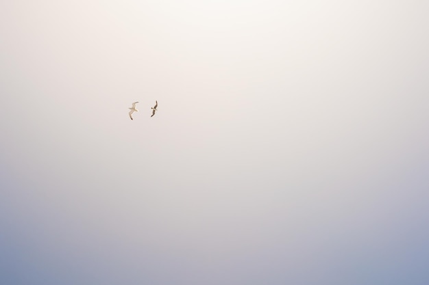 Two seagulls soaring in the sky. Beautiful nature background