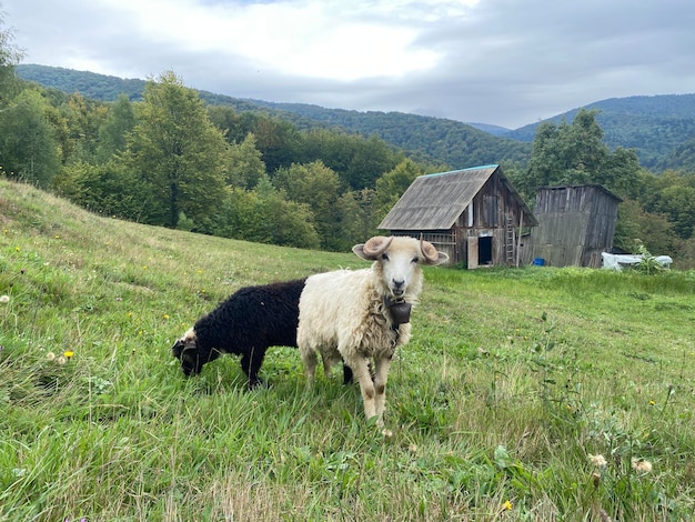 Two sheep graze on a hill near a small hut Ukraine Carpathian Mountains