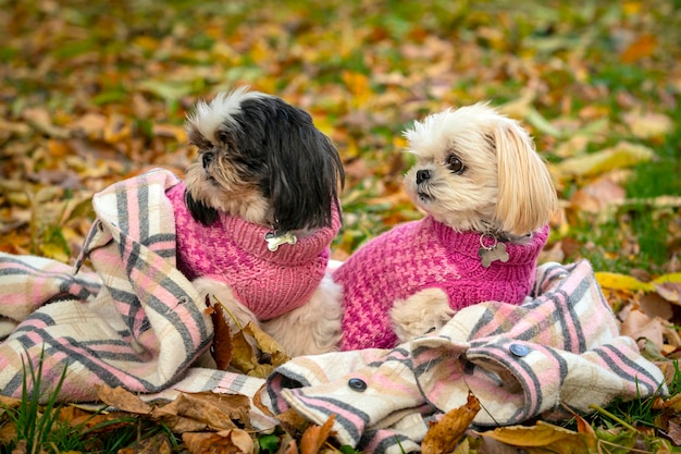 Two Shih Tzu dogs in pink sweaters walk in the autumn park.