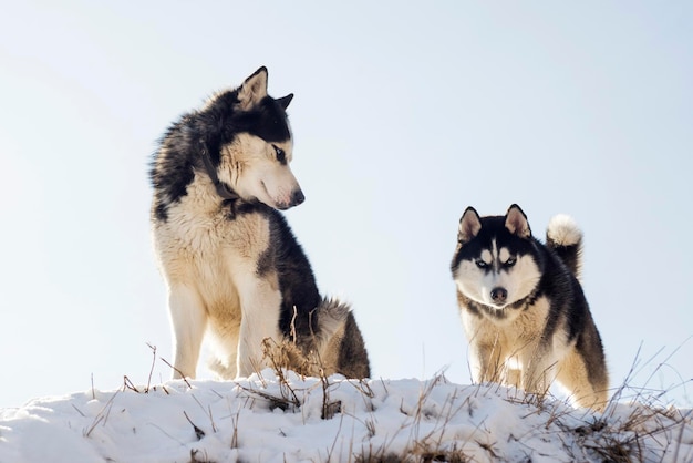 Two siberian huskys standing on a hill in the background of sky