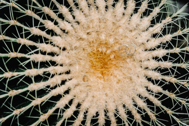 Two silver wedding rings or two white gold rings lie on the background of a round tropical cactus Close up