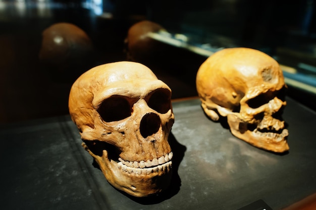 Two skulls in a raw showing humans evolution at museum