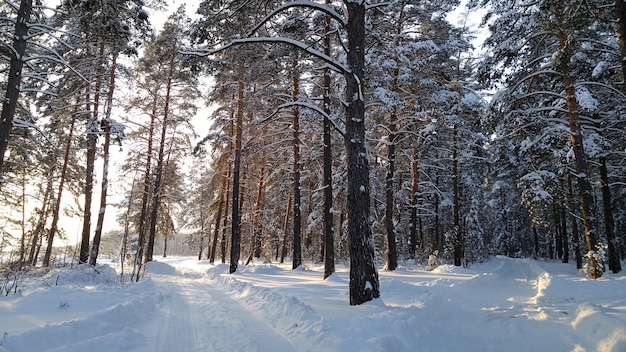 Two small country roads in winter forest with sunshine on trees