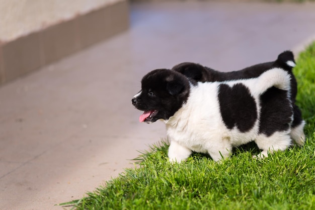 Two small cute dogs walking outside on the grass to the sidewalk