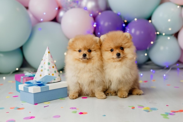 Two small red fluffy pomeranians in cardboard birthday caps sitting on a background of balloons