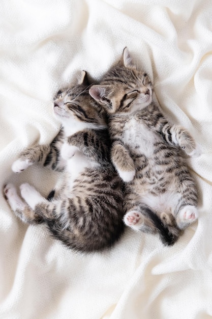 Two small striped domestic kittens sleeping at home lying on bed white blanket funny pose cute adorable pets cats