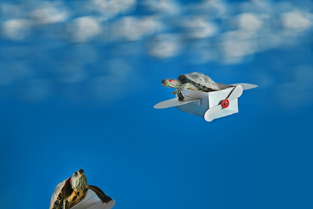 Two small turtles with a paper airplane on a blue background