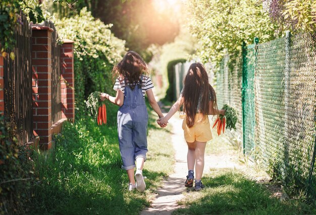 Two Smiling little girls in a garden holds a bunch of fresh carrots and play