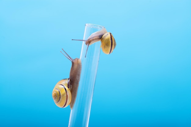 Two snails on a chemical test tube on a blue background with space for text Snail mucus snail mucin is used in cosmetology The study of snail mucin by scientists