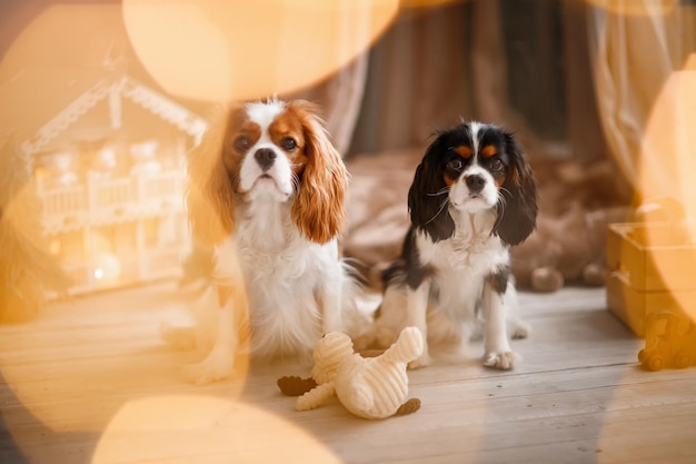 Two spaniels surrounded by New Year's decorations and gifts are playing and enjoying Christmas and New Year