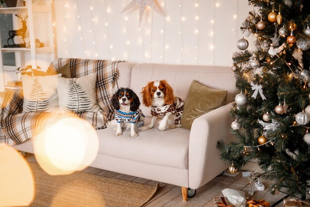 Two spaniels surrounded by New Year's decorations and gifts are playing and enjoying Christmas and New Year