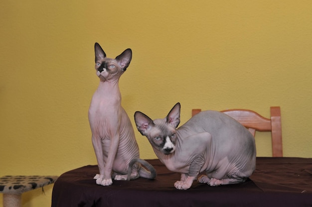 Two Sphinx purebred cat with on table