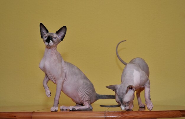 Two Sphinx purebred cat with on table