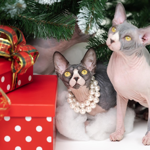 Two Sphynx Cats sitting under Christmas tree with holiday red polka dot gift boxes under it